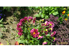 P 20160806 105619 1 p.jpg