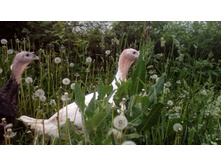 IMG 20160529 184606.jpg