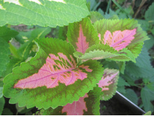 ����� 024.jpg