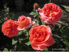 ���� �������.jpg