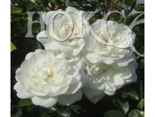 ���� �����.jpg