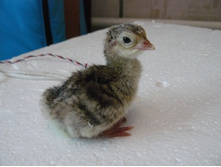 ������ ����