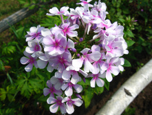 IMG 4971.JPG