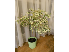 ��������