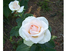 �� �����.jpg