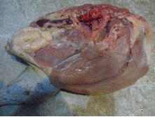 ��������� �����