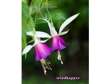 ������ Winhapper