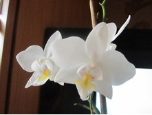 ����� 040.jpg