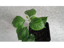 ����������� Australian Gold- 300 ���.