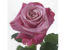 ��� �����.jpg