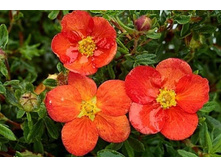 �������� f. Red Ace