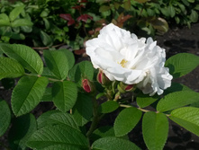 Louise Bugnet 2016�