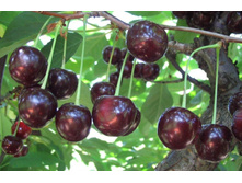 ����� ������������ 350���. 1-����� (������� 30��).jpg