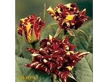 ��� �������.jpg