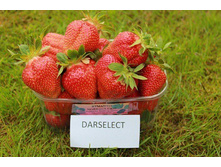 ��������� ��������� 50���..jpg