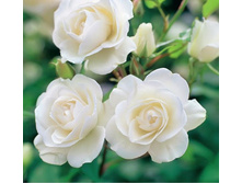 ���� ����������.jpg