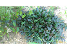 P 20160811 165145 1 p.jpg