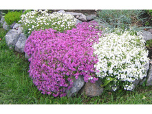 ����� ���������� 80