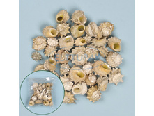 2860 ����� ������� ������� (240 �) 224 ���.