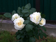 IMG 6620 — �����.JPG