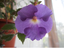 ����� 005.jpg