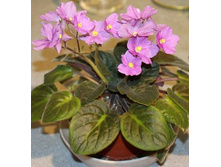 ����� ���������