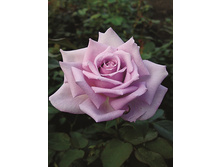 ������� ���.jpg