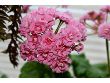 Swanland Pink (2).JPG