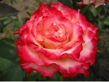 ��������� �����.jpg