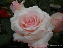 ���� ������.jpg