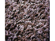 SH60 �������� ������