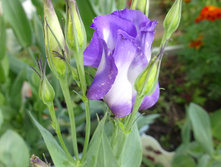 � ��� � ������ 1�,