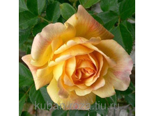 ����� 1.jpg