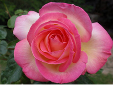 ������ ���������.jpg