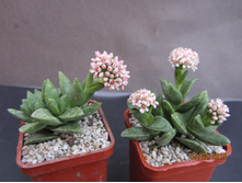 �������� ������ ���� Crassula Springtime- 250 -  300 ���.