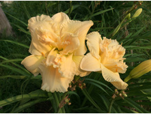 ������� �����.