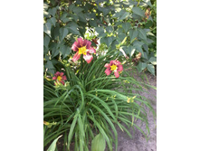 �������� ԣ���� ����.jpg