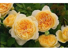 ����������� ������.jpg