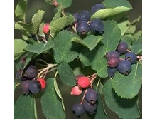 ���� ��������� ������� 3�� 190.jpeg