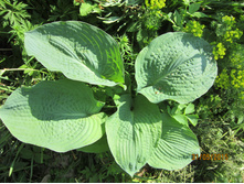 ����� ����������� ��, ����� ������� �� ���� ���� 300�