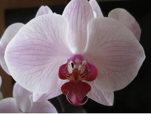 ����� 010.jpg