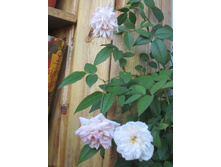 ���� 2014 204.jpg