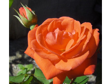 ����� ��������.jpg