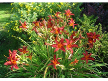 �������� Crimson Pirate-150�