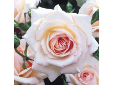 ����� ����.jpg