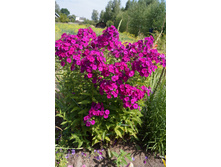 ����� ��������� ��� ���� (100�.)