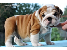 ��������� �� ����� 18.08.16 193.JPG