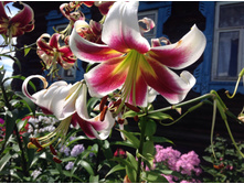 ������� ����