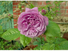 ��� ���.jpg