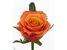 ����� ����.jpg